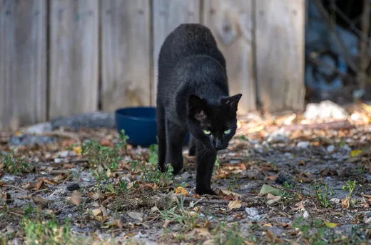 Cat Deterrent Options in Australia