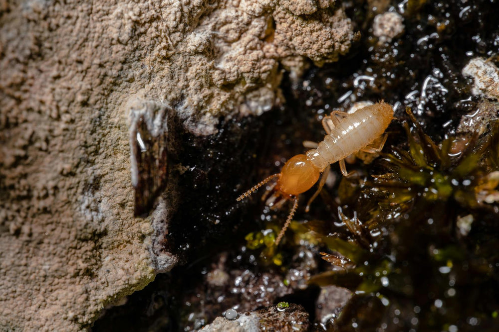 Termites in Melbourne: Tips for Best Termite Control in Melbourne