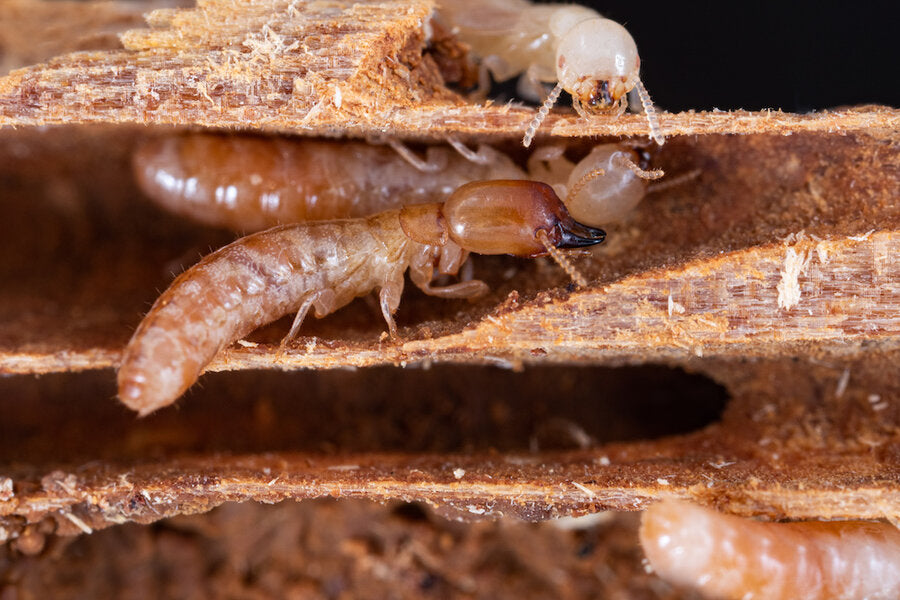 Termites in Adelaide