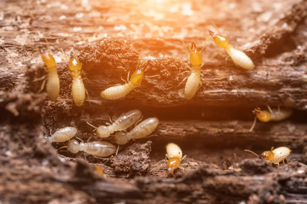 How to Get Rid of Termites: What You Need to Know