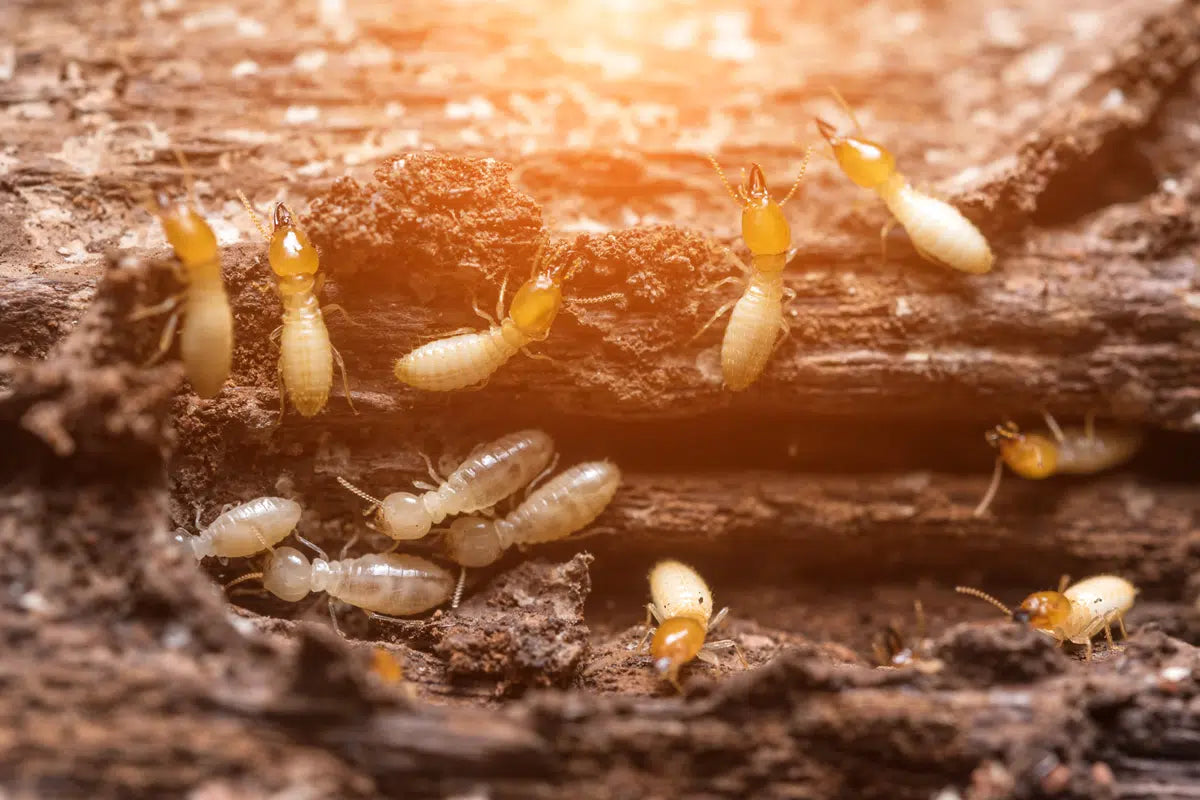 How to Get Rid of Termites: What You Need to Know