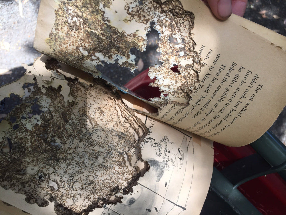 how to spot a termite infestation