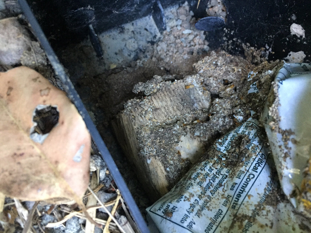 Termite Infestation