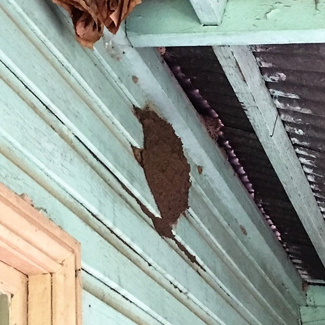 How to Control Termites in Tasmania