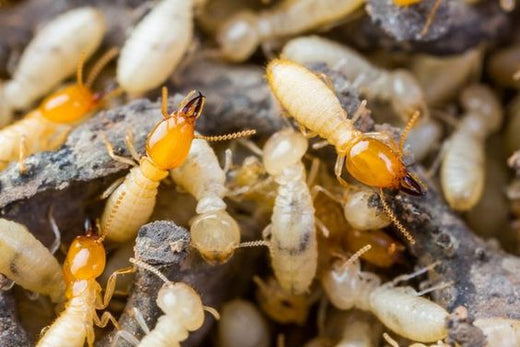 Termites in Perth