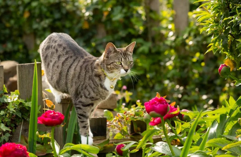 Purr-fect Solutions: How to Get Rid of Cats in Your Garden