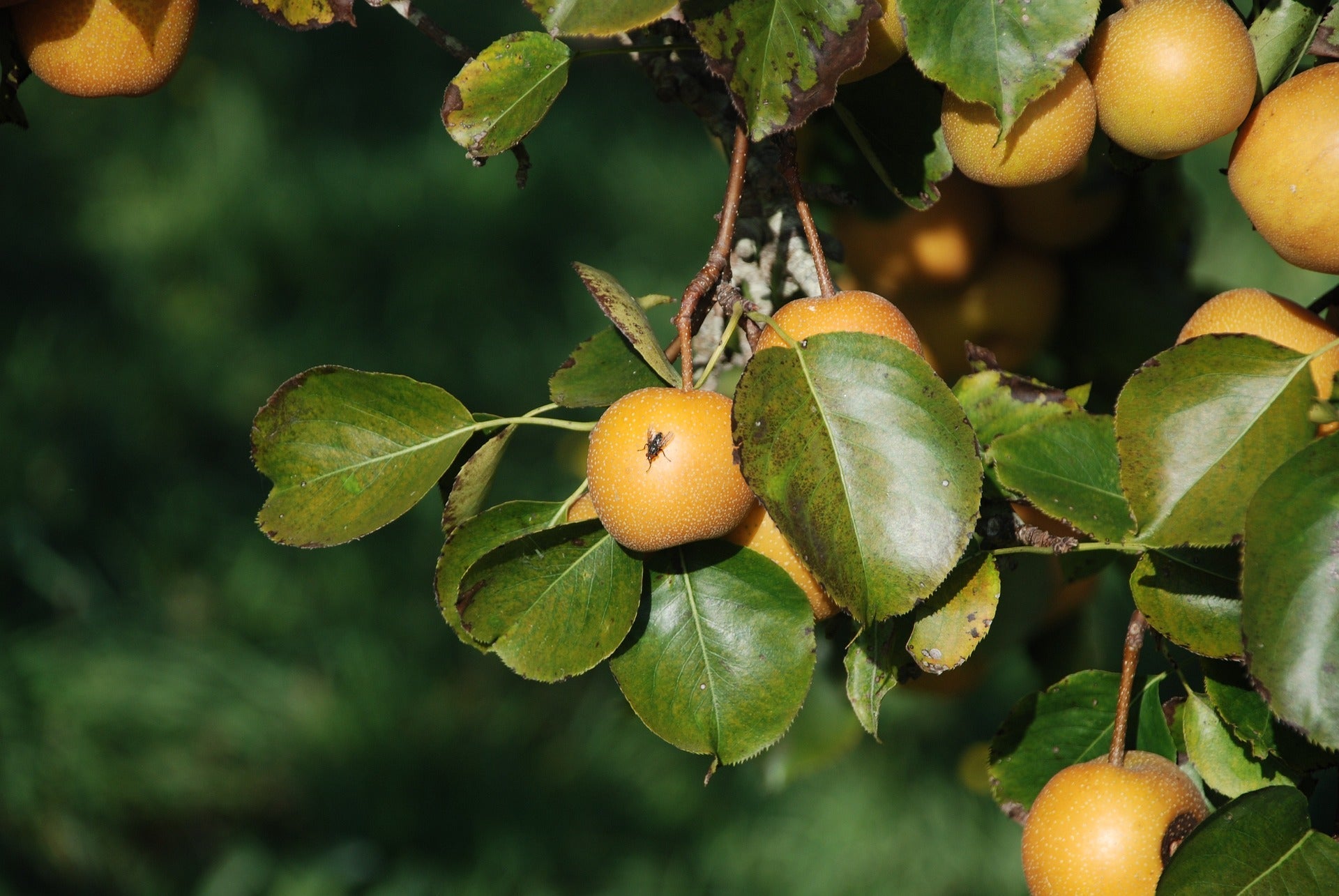How to Get Rid of Fruit Flies
