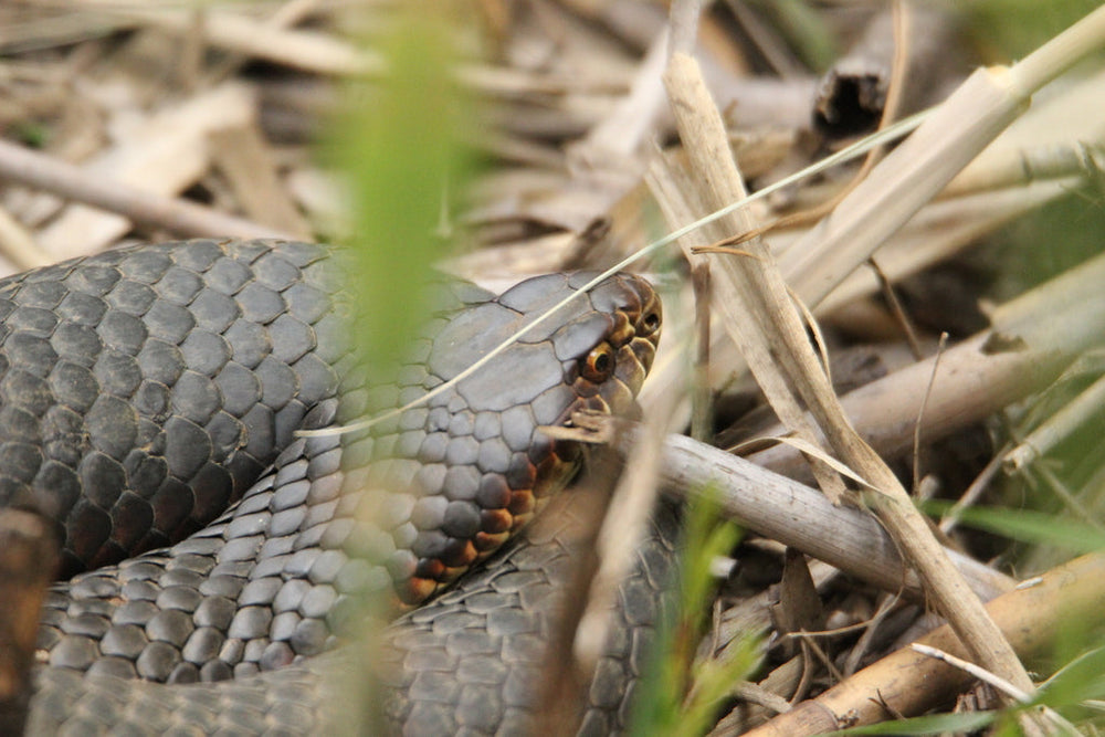 The Australian Copperhead snake