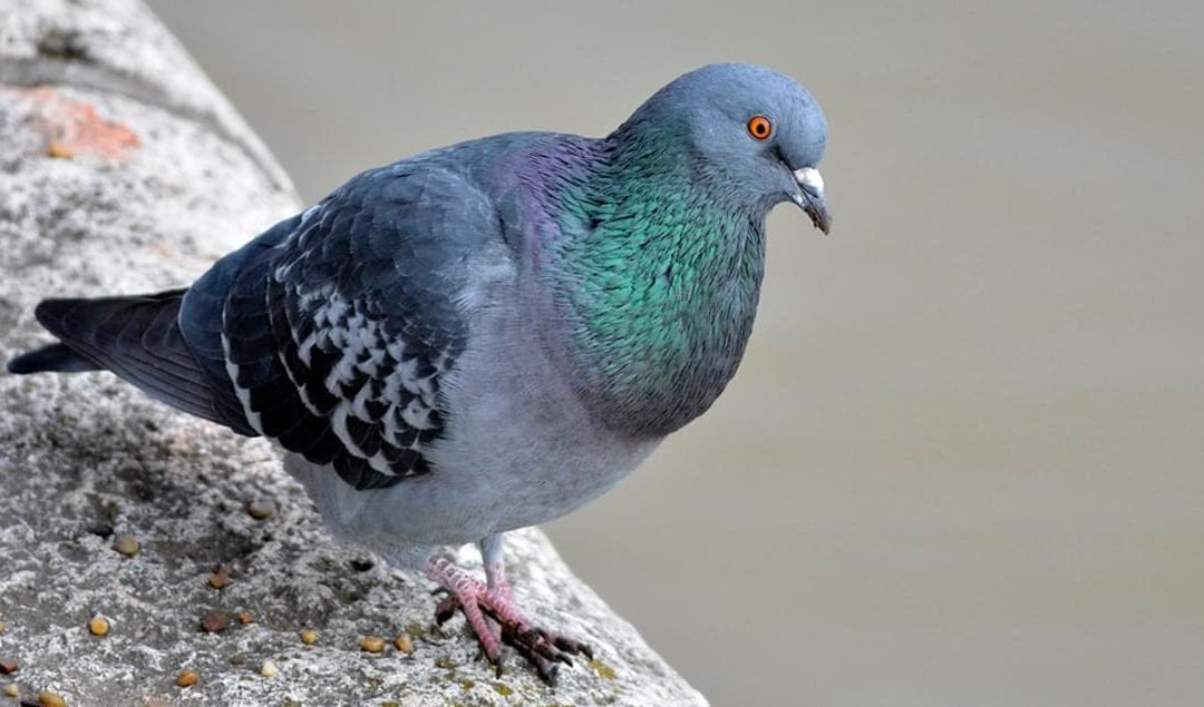 How to Get Rid of Pigeons