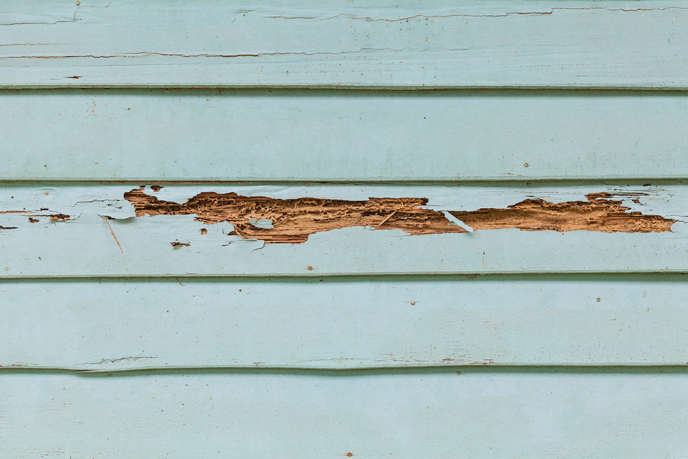 signs of termites and their damage