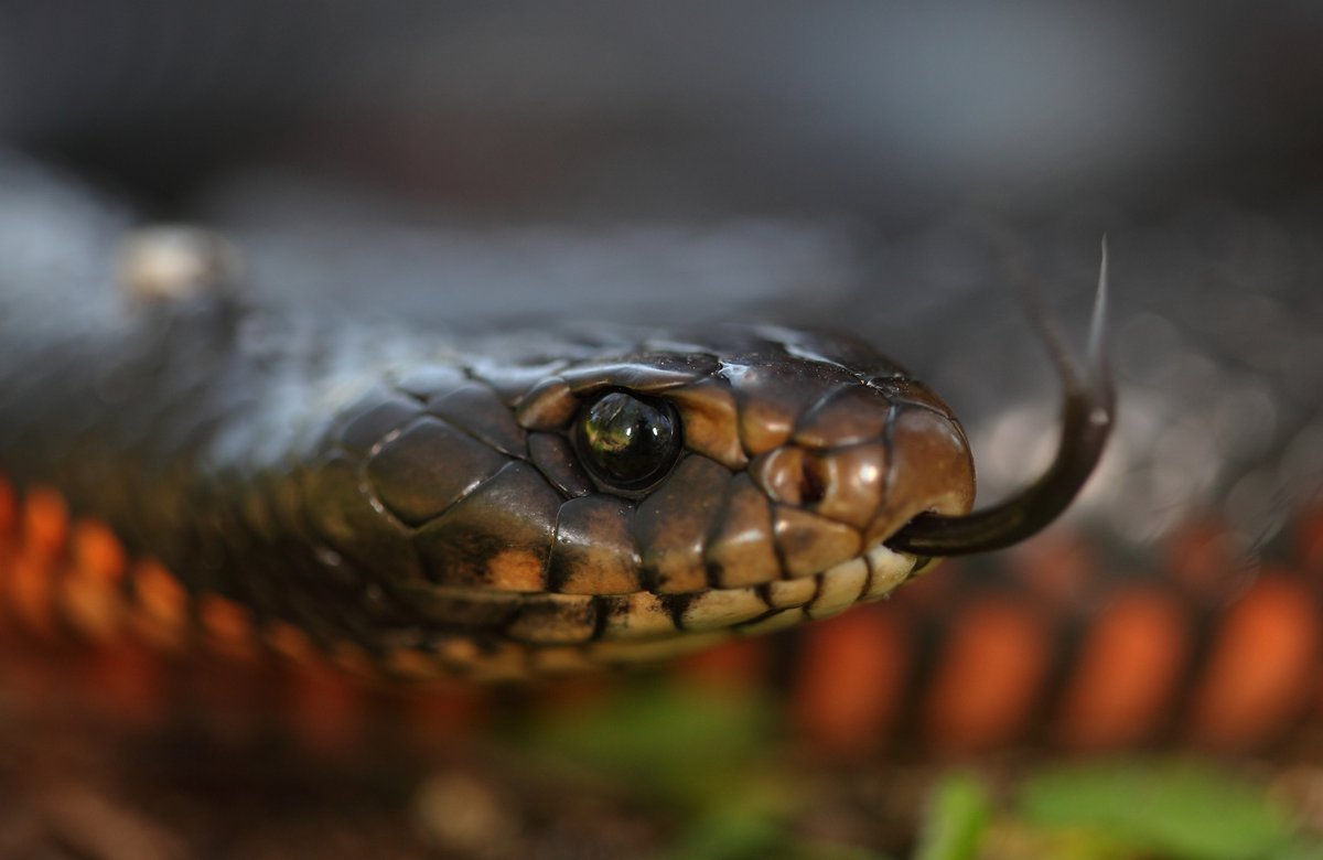 10 Places Red-bellied Black Snakes Hide Around Aussie Homes