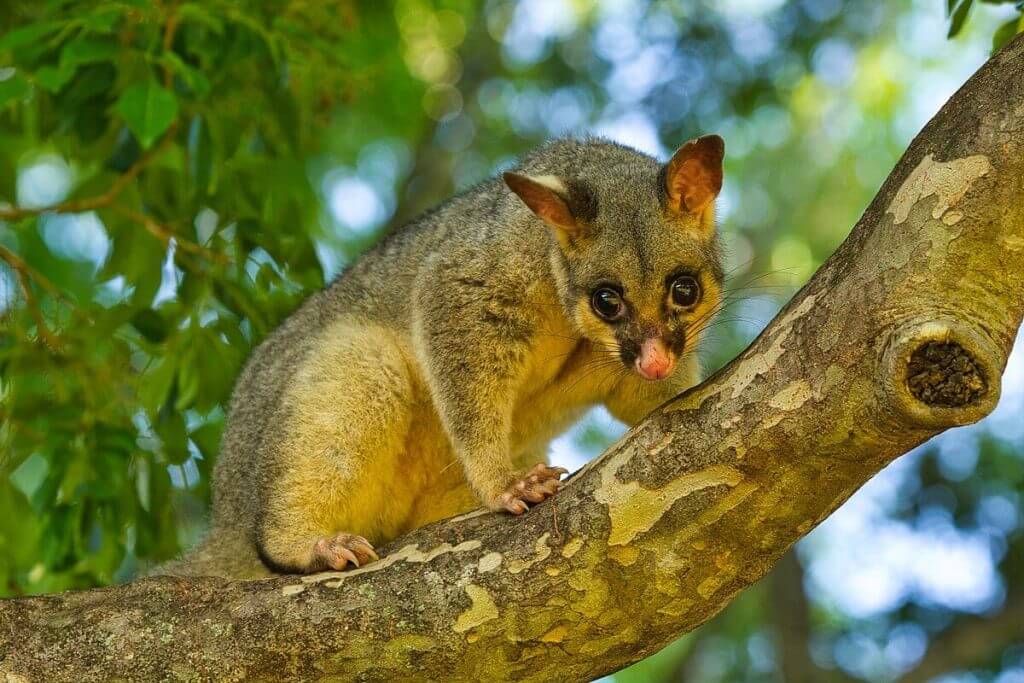 Where Do Possums Go During the Day?