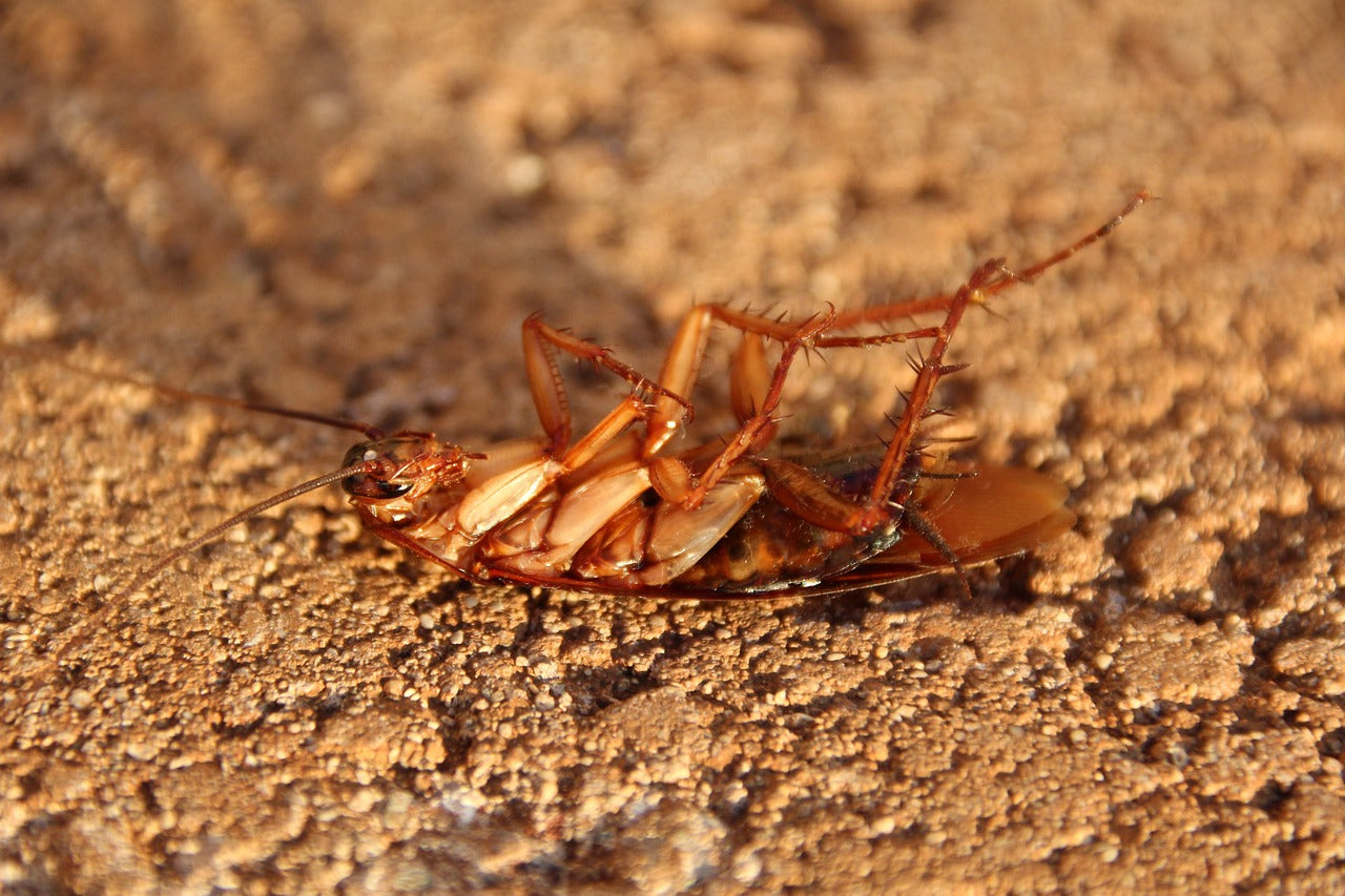 The Increase of Cockroaches in the House
