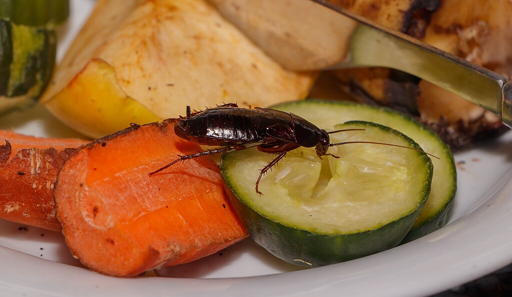 How to Get Rid of a Cockroach Infestation: Fast, Safe & Effective Methods - Envirobug