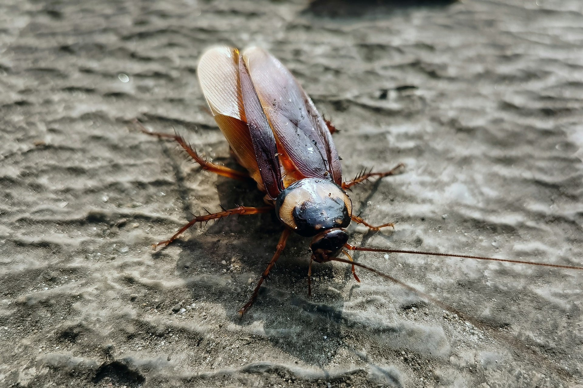How Do Cockroach Traps Work to Control Infestations?