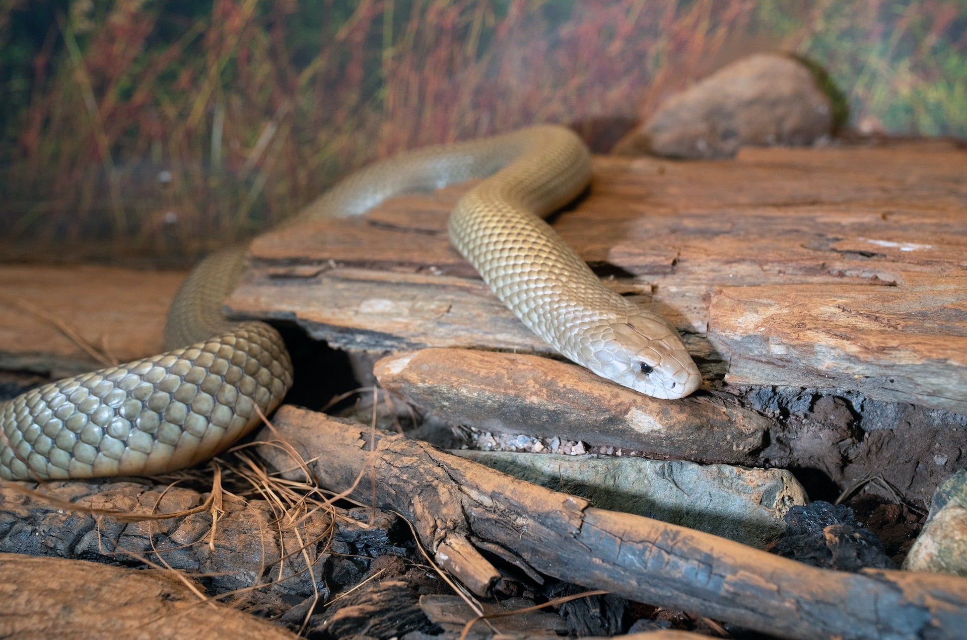 Victorian Brown Snake
