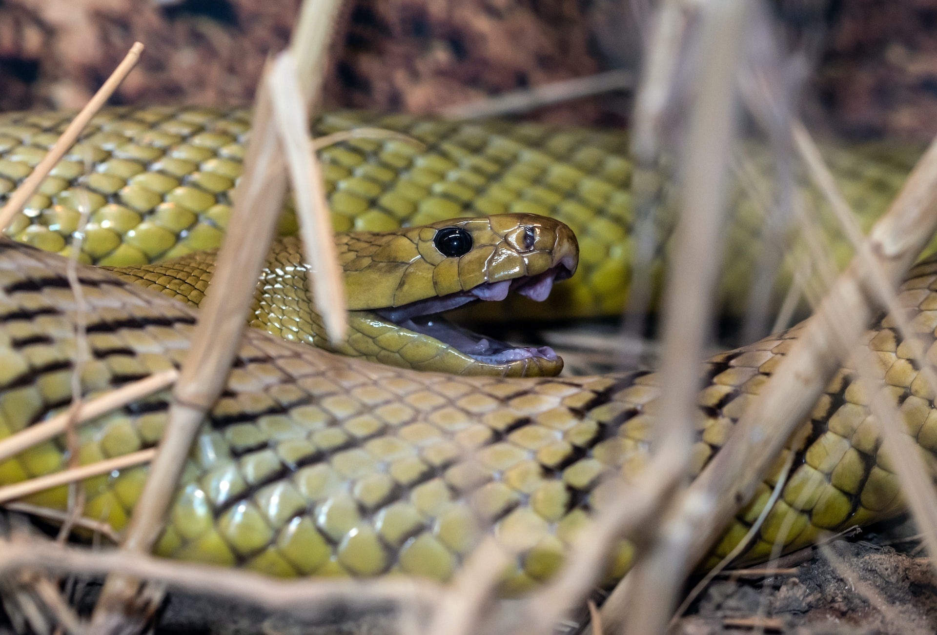 snake bite protection