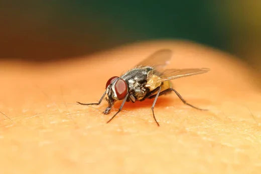 How to Keep Flies Out of the House