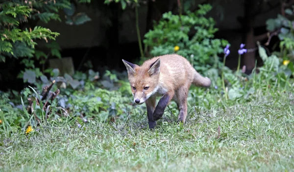 Smart Strategies for Fox Removal: Garden and Property Protection