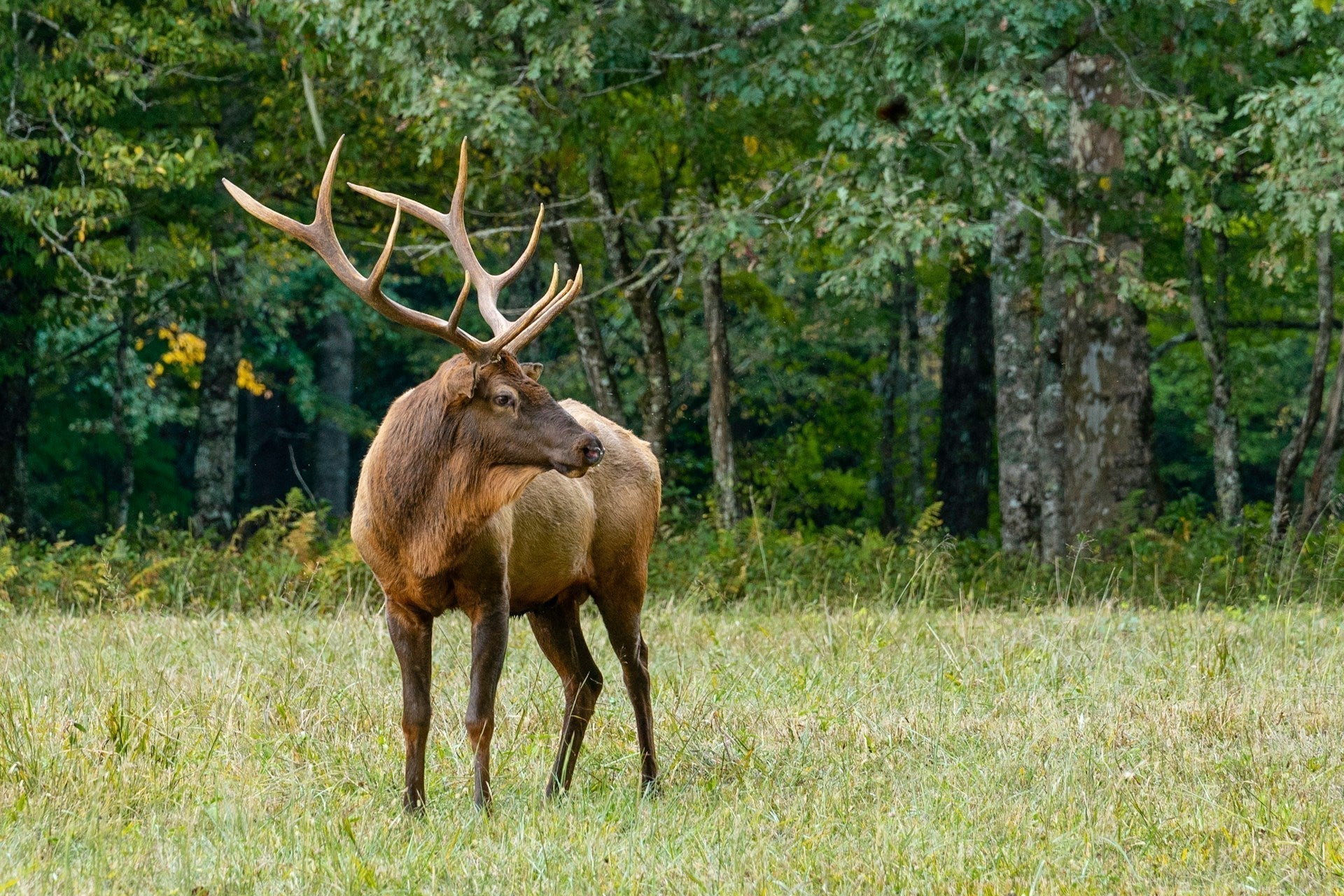 How to Deter Deer From Your Garden - Envirobug 