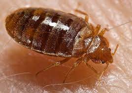 How to Get Rid of Bed Bugs
