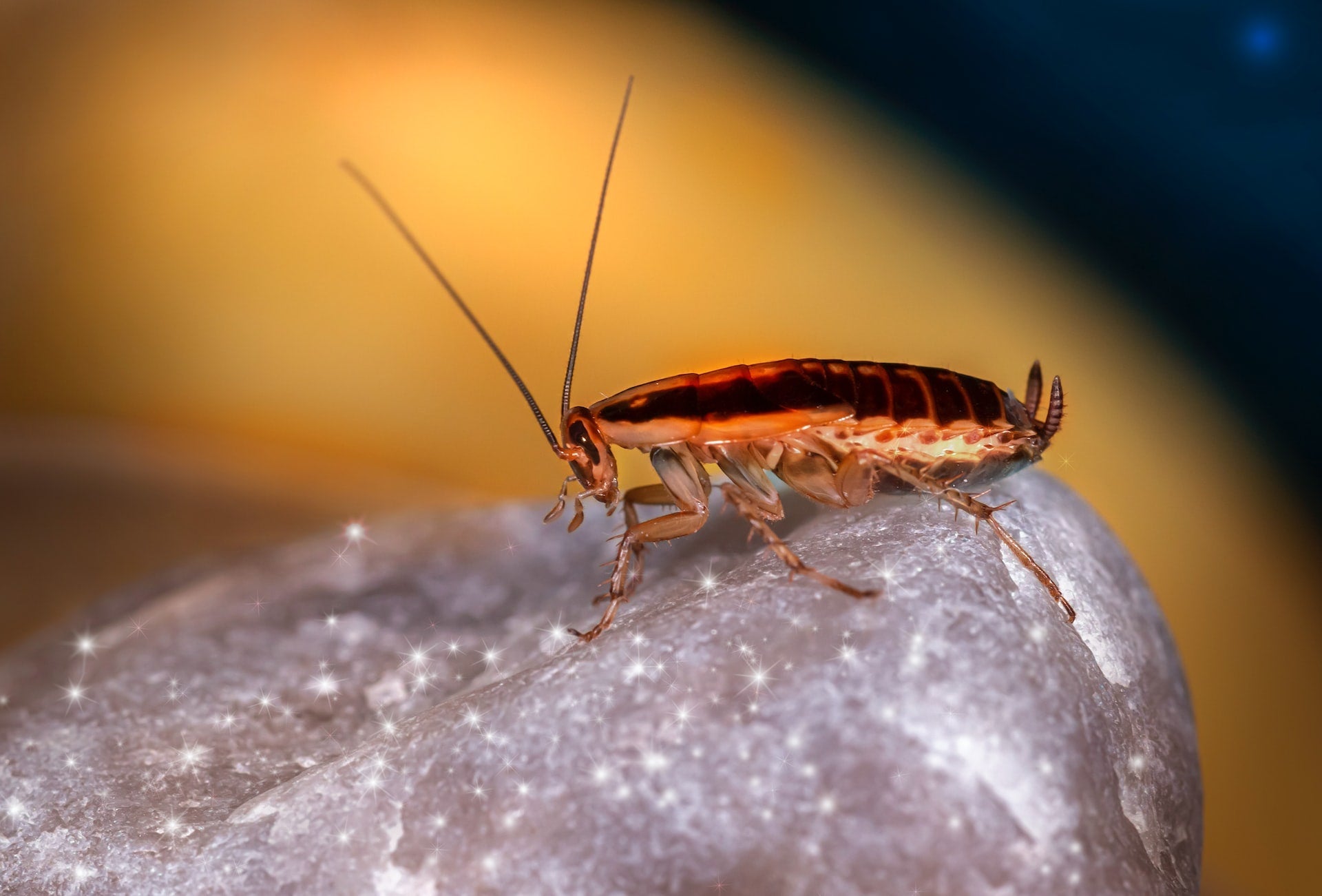 How to get rid of cockroaches in Australia