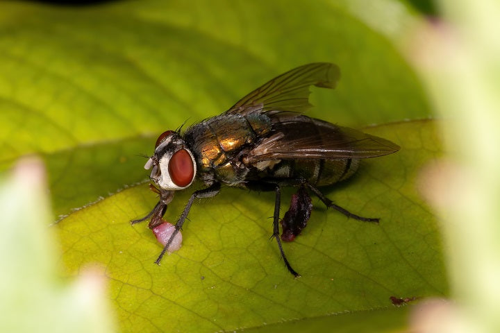 Types of insect and fly traps