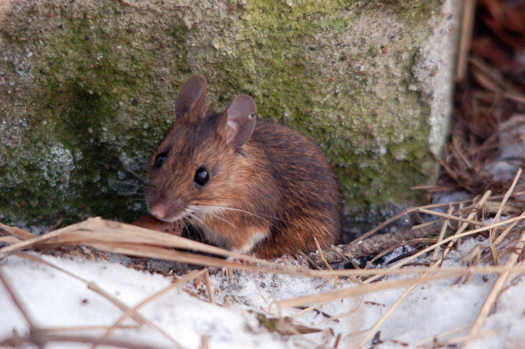What is the most effective rodent deterrent? - Envirobug