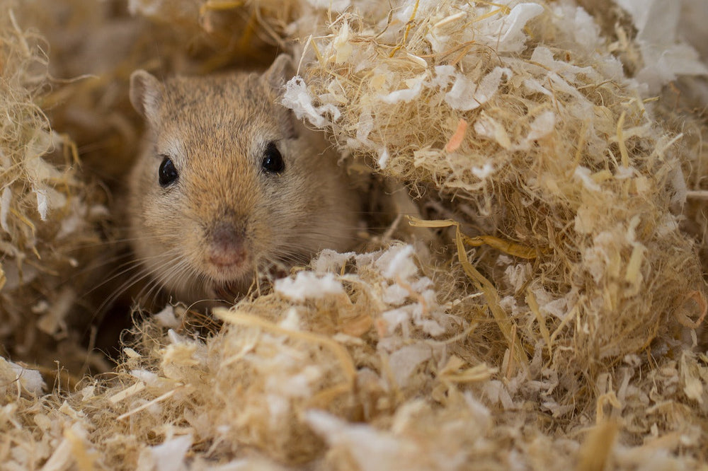Common Types of Rodents Invading Homes