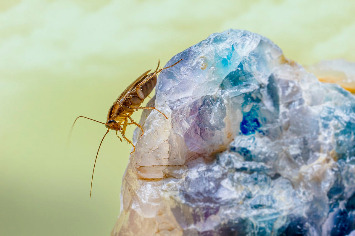 What Health Risks Do Cockroaches Pose