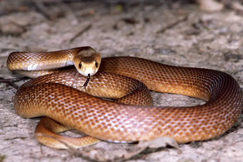 Understanding Snake Body Language - How to Read Their Signals