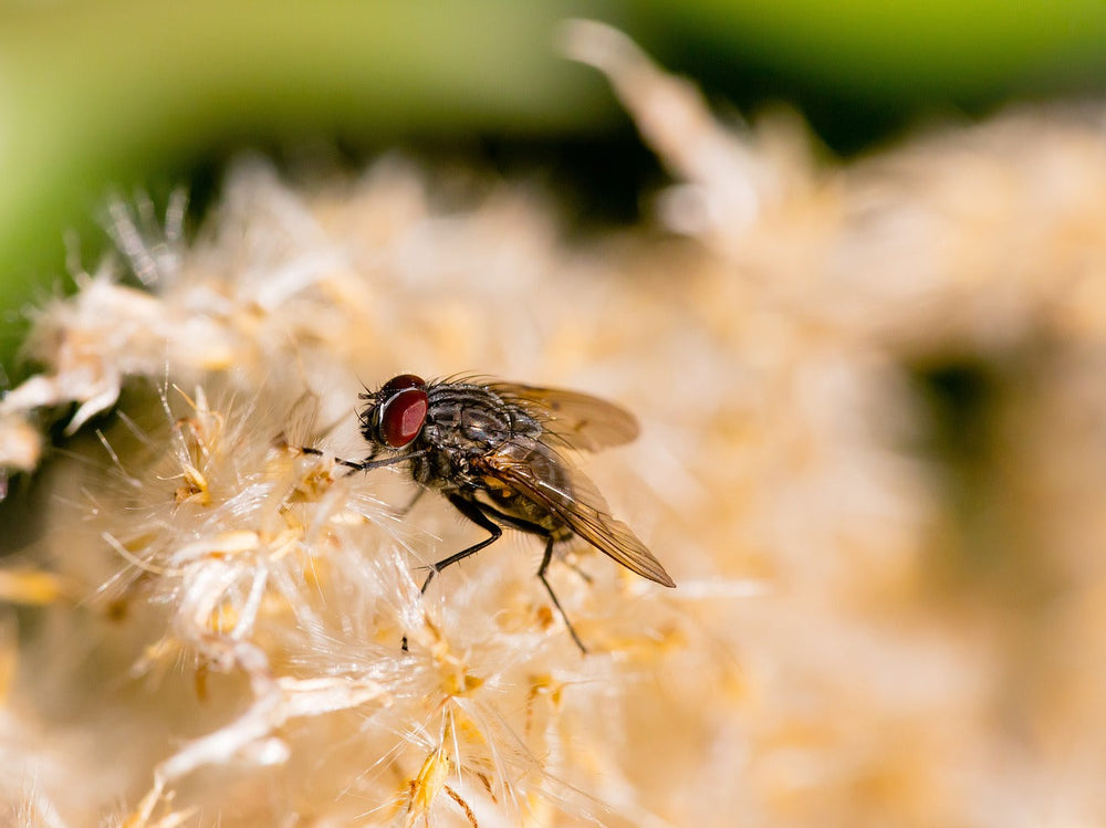 Fly bites and diseases