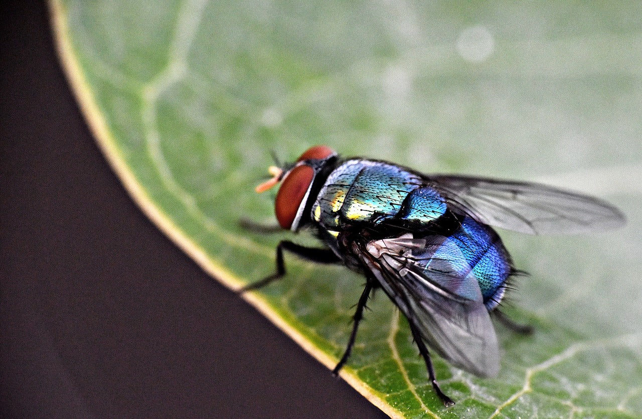 flies in the house