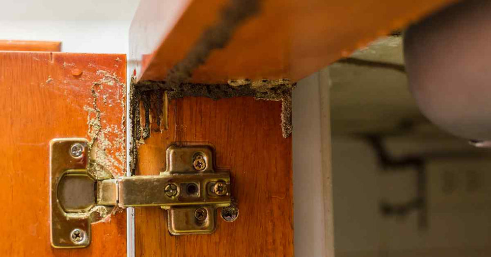 How to Prevent Termites From Spreading in Your Home: Tips to Keep Them Away