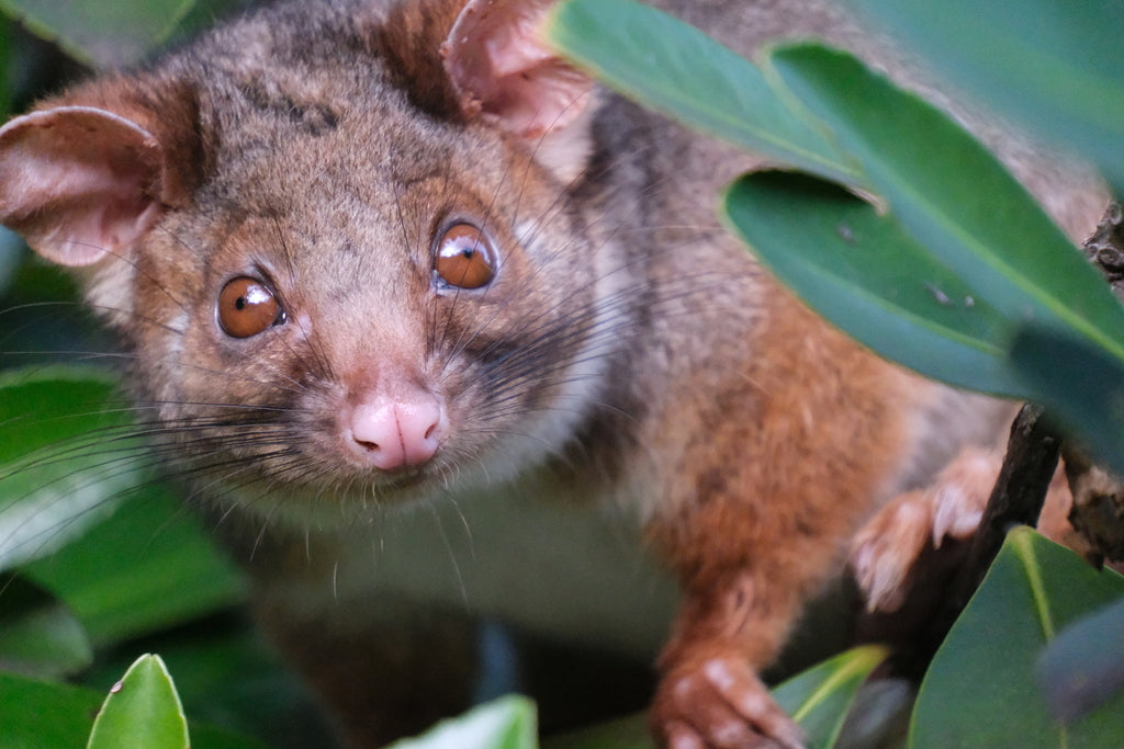 How to Get Rid of Possums
