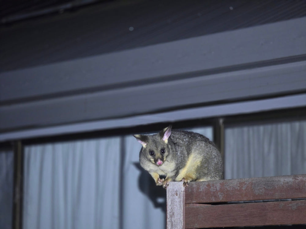 How to Protect Your Plants and Garden from Possums