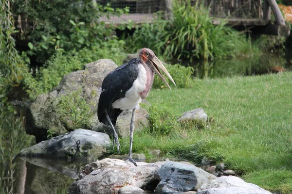how to get rid of ibis birds