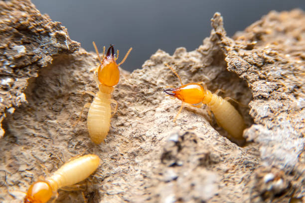 White Ants in the Home
