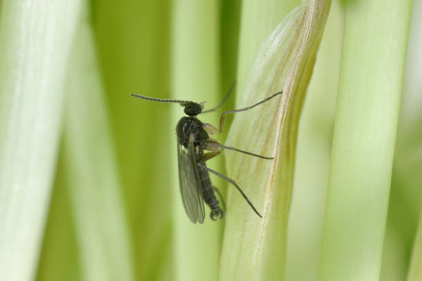 Gnat Identification and Comparison