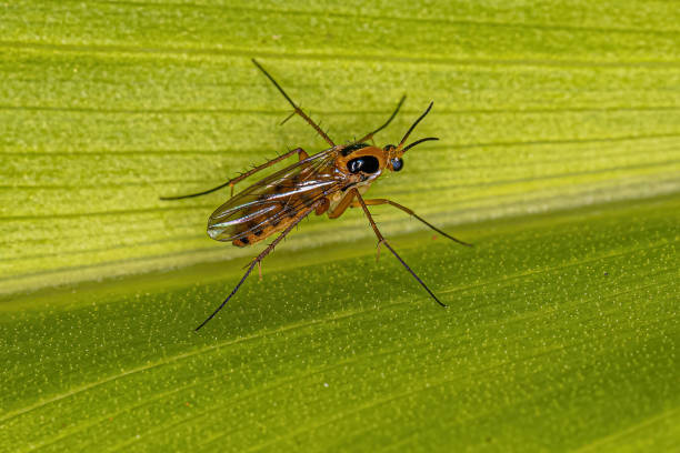 Outdoor Gnat Control
