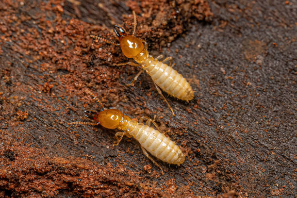 Queensland Termites: What Are They and How to Deter Them