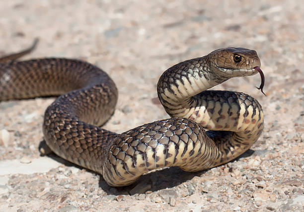 Snakes in South Australia
