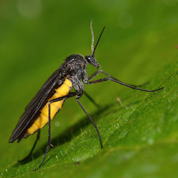Gnat Prevention and Control