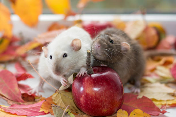 Don't Wait Until It's Too Late - Find Out the Best Time of Year for Pest Control