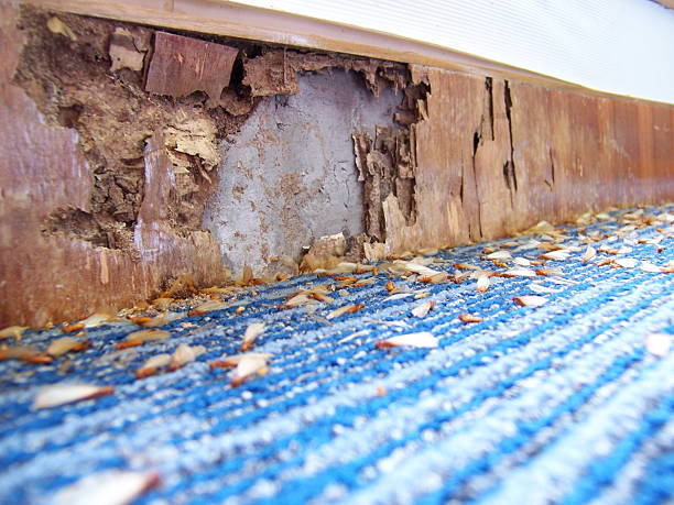 Protect Your Home Investment: How to Check For Termites When Buying a House