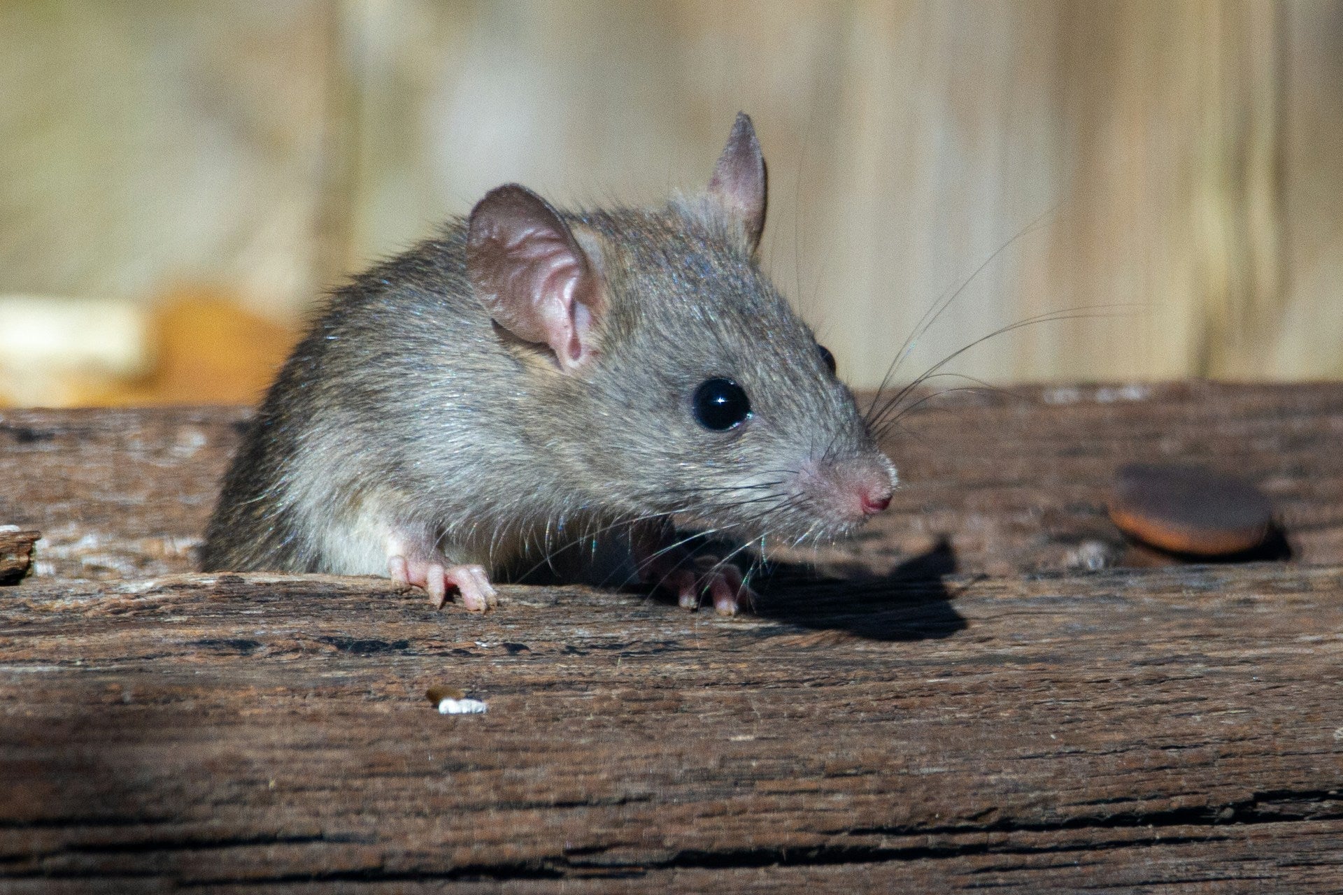 Your Last Line of Defence: What Snake and Pest Protection Should Really Look Like