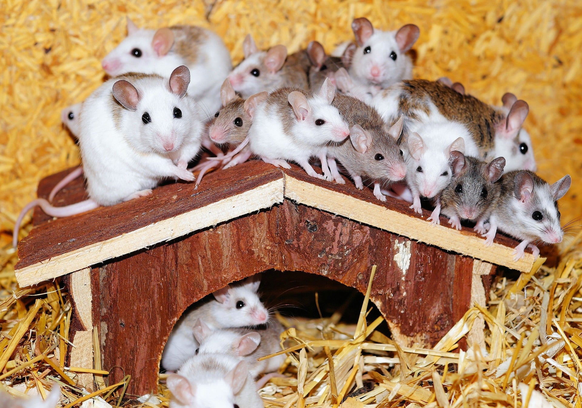 mouse plague