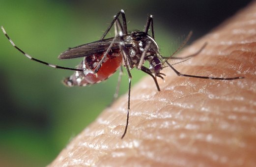 Discover Amazing Facts About Mosquitoes Now and Wow Everyone Around You!