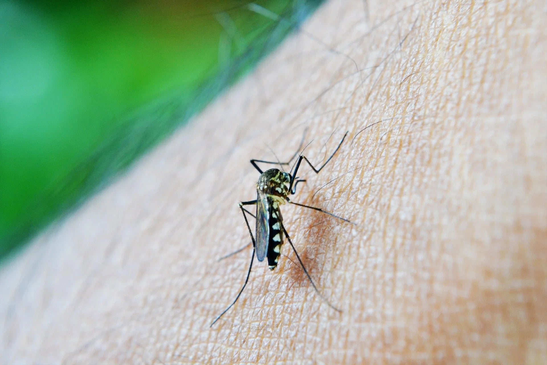 Mosquito Bites, photo