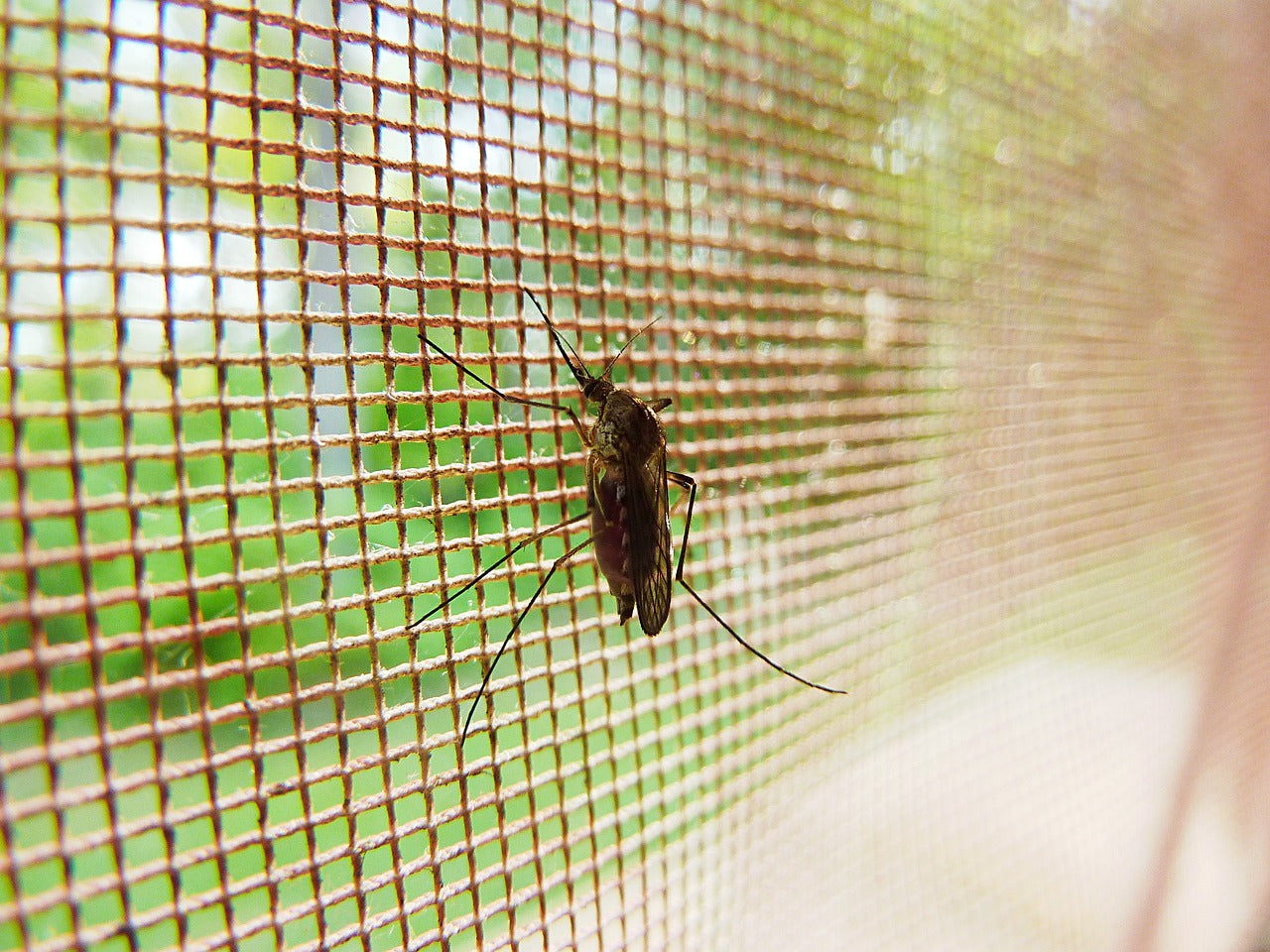What products attract mosquitoes
